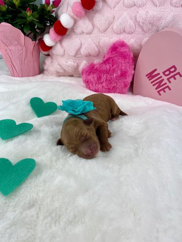 Teal String Female (Juliet)