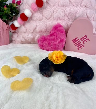 Yellow String Female (Honey)