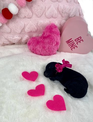 Dark Pink Female (Rosie)