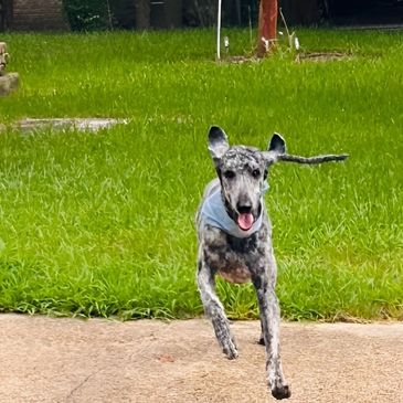 A black & white dog running on the garden