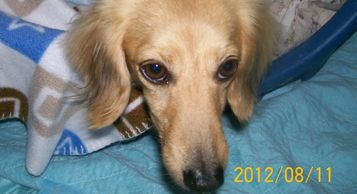 Puppy, Dog, Puppy Mill Survivor, sweetie