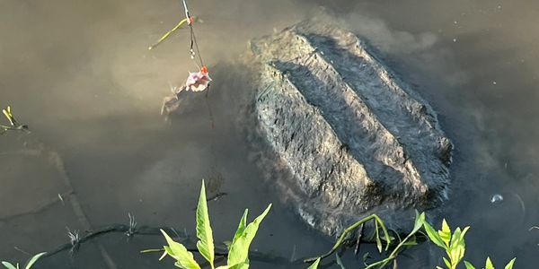 Snagged a big one, These Alligator snapping turtles, live for a long time.