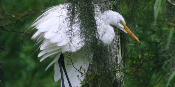 Nesting egret warning to stay away