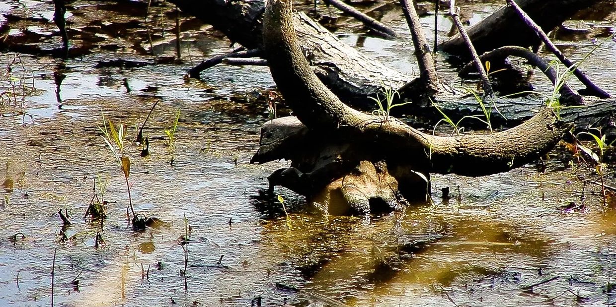 Deaths and time in the marshes