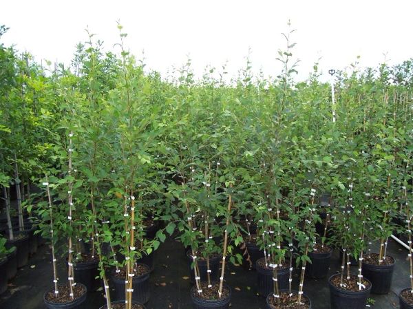 Rows of young potted trees with green leaves in a nursery.