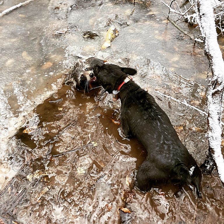 Working Patterdale Terrier with raccoon in the creek.