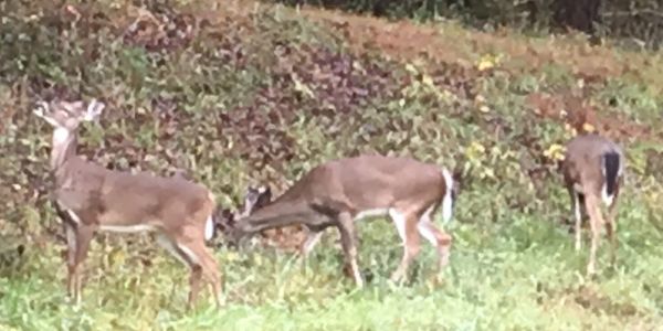 Whitetail deer at The Old Campbell Farm