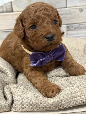 Ginger - Goldendoodle for sale
Ginger - Goldendoodle puppy for sale