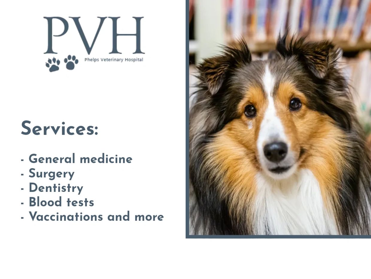Our Services Poster Of A Dog Image in Color Section