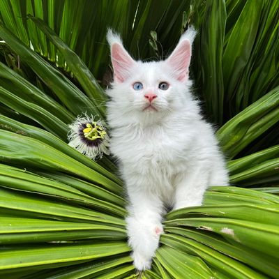 Makanani’s Hawaii Koons white Maine coon kitten
