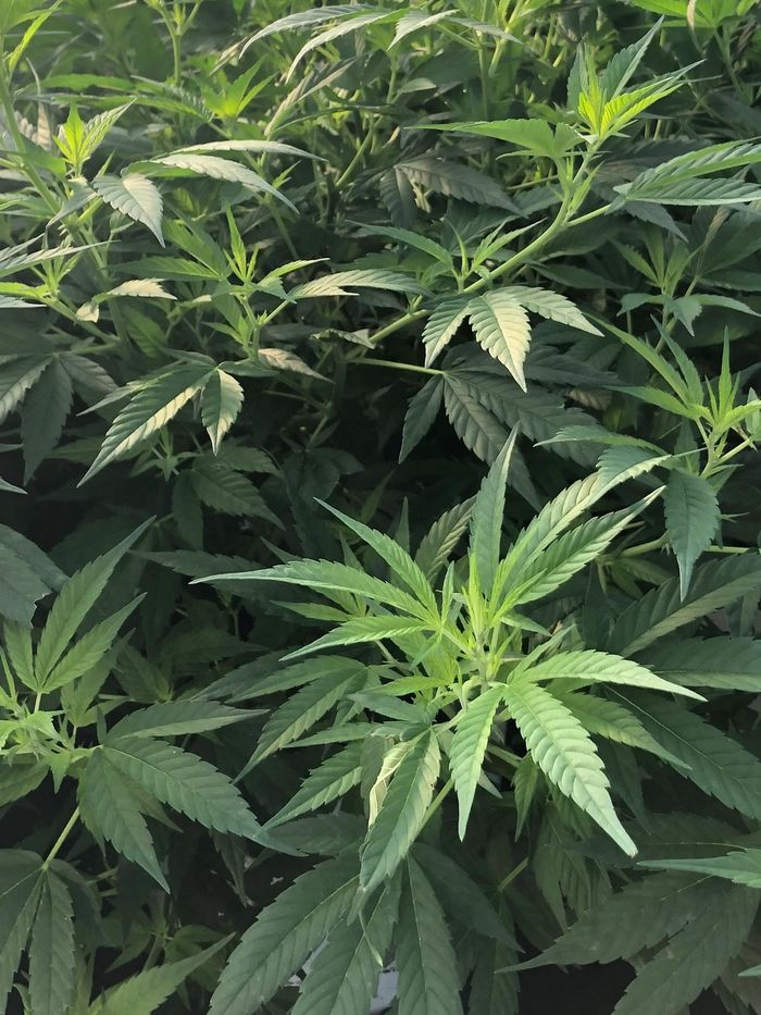 Cannabis leaves and plants