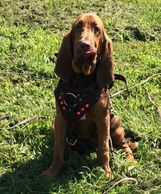 Rain comes to us from Hanson's Hounds. She is on the smaller end of the standard.