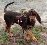 Storm comes to us from Sage Mountains Bloodhounds. She is a dual purpose K9 (tracking/hrd).