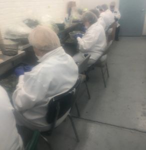 cannabis trimmers at work. cannabis trimming crew.