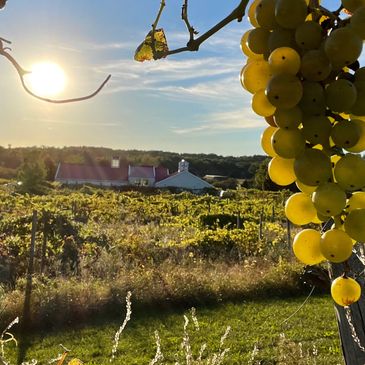 A view of the winery from our estate vineyard.