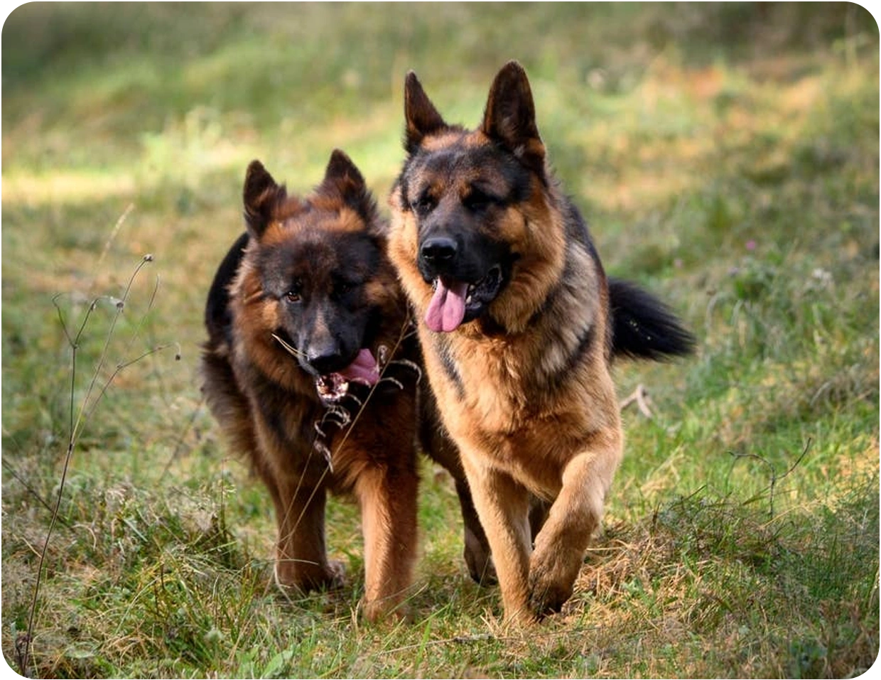 Dog-to-Dog Aggression Training Edinburgh