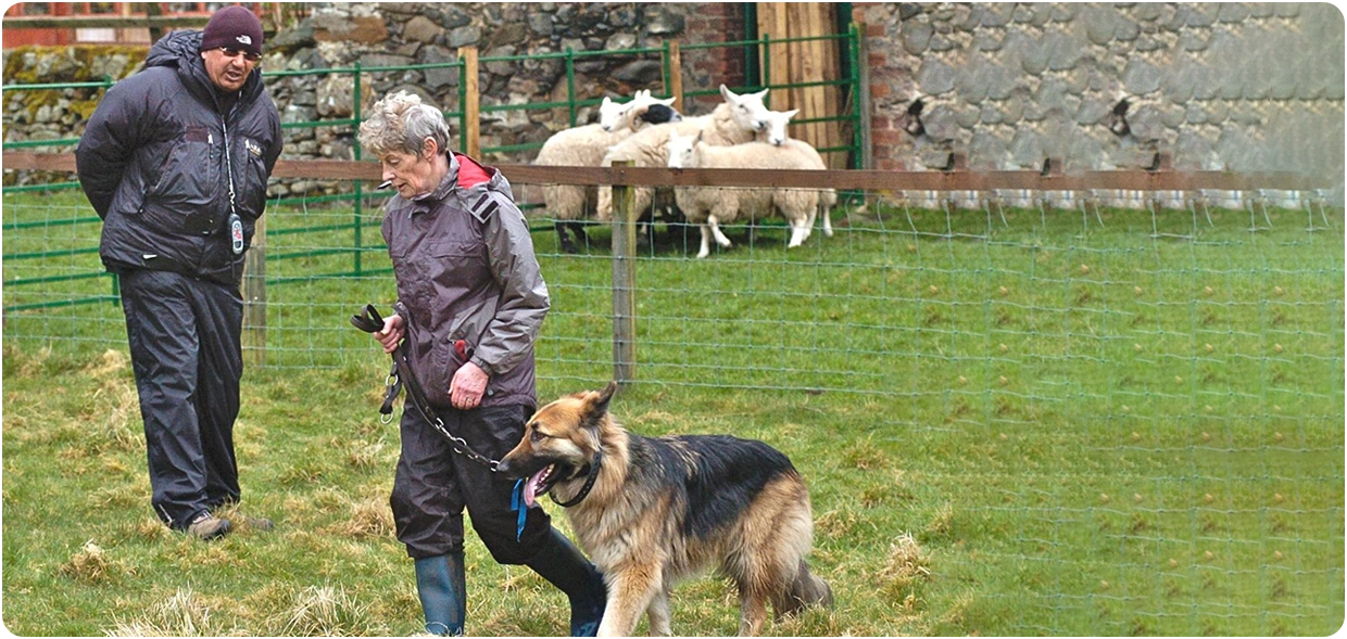 Stop Dogs Chasing Sheep
