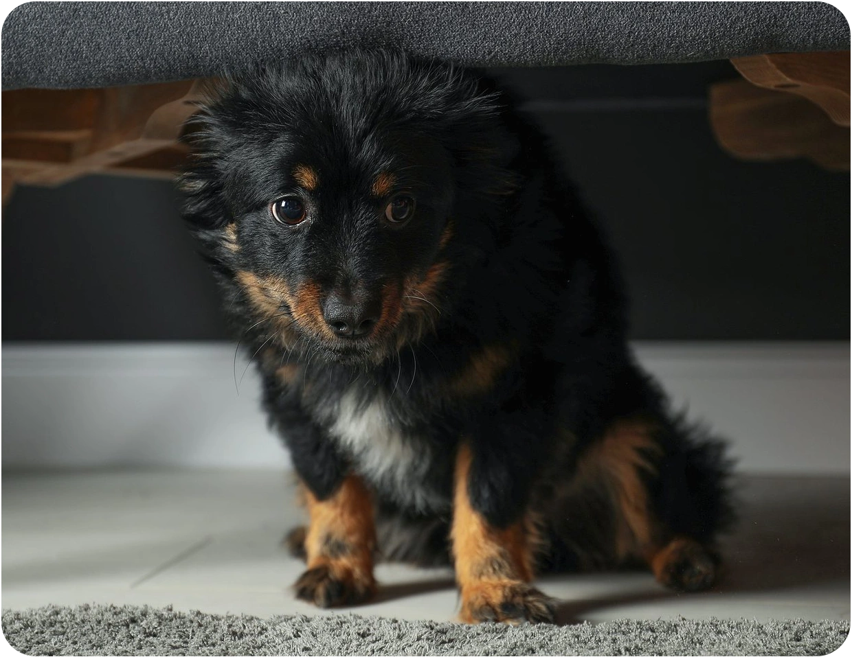Shy & Fearful Dog Training Edinburgh