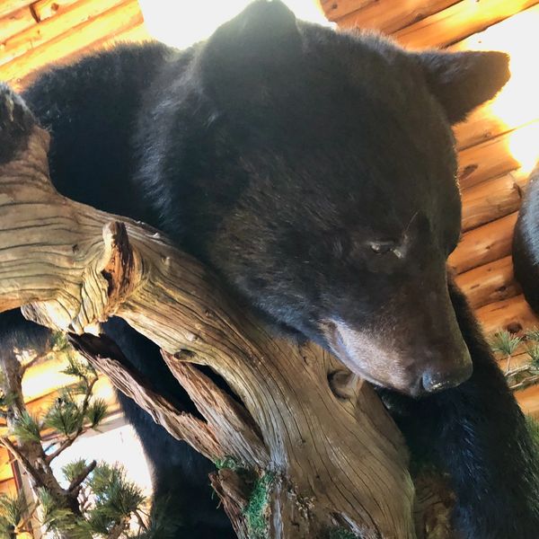 Bear at the Lodge