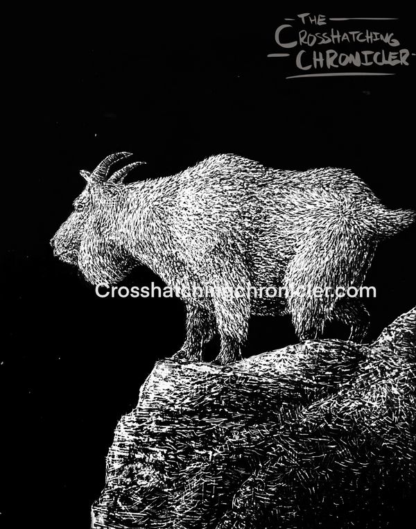 Beautiful scratchboard illustration of a mountain goat looking at the stars.
