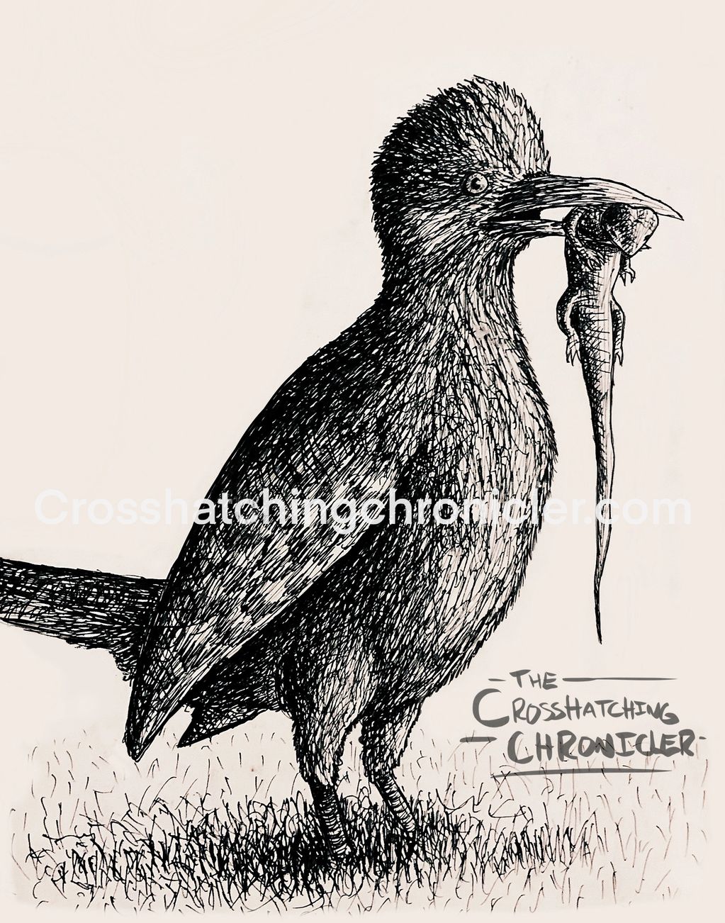 Realistic Pen and ink illustration of a roadrunner with a dead lizard in its beak.