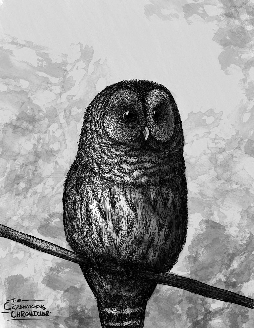 Ink and ink wash illustration of a barred owl