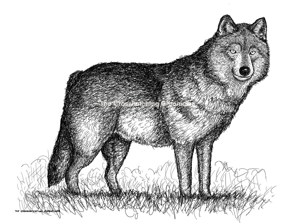 Pen and ink illustration of a gray wolf.