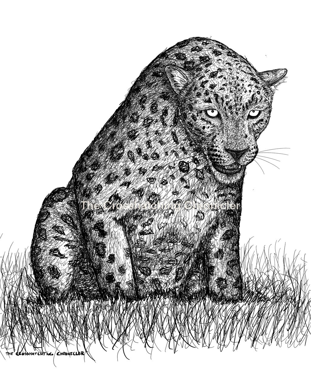Pen and ink illustration of a leopard.