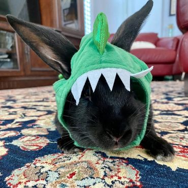 Bunny in Halloween costume