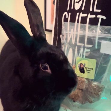 Bunny in front of pet treats