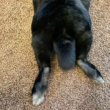 Bunny butt laying on ground