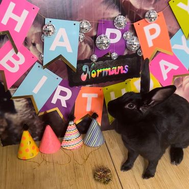Bunny standing in front of birthday celebration