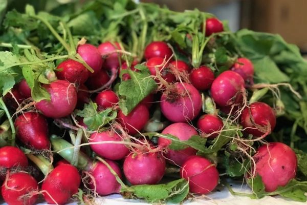 closeup shot fresh radish