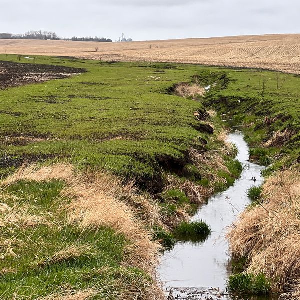 A 30' buffer strip at Christensen Farms protects the water from soil erosion and excess nutrients.