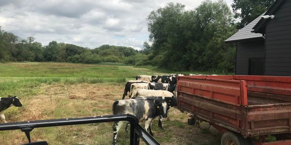 Cows gathered near a red trailer in a grassy field under a cloudy sky.