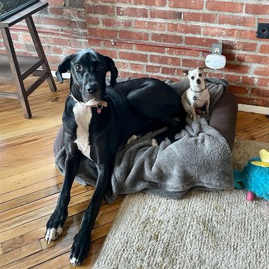 great dane and a chihuahua are sitting in a bed. pet sitting in kansas city missouri
