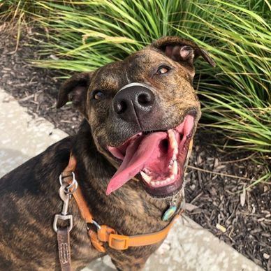 dog walking in the union berkley riverfront dog sitting in kansas city north of the river