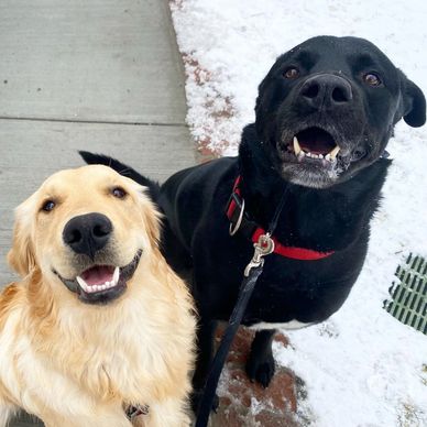 a lab and golden retreiver by ward parkway walks in the snow pet pals kc