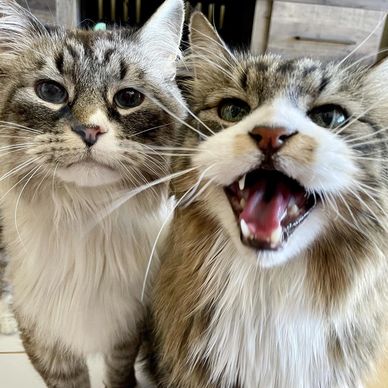 maine coon cats on the plaza cat sitting in kansas city missouri for pet pals kc