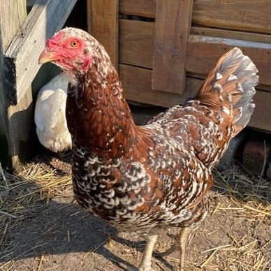 chicken sitting in strawberry hill pet sitting exotics with pet pals kansas city