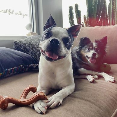 a boston terrier and aussie mix in kansas city dog sitting in the river market
