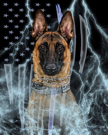 Wisconsin dual purpose K9