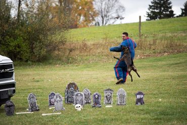 Dual purpose Police K9