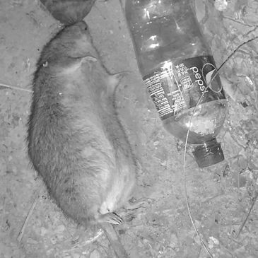 Rodent bait
Photo taken by me 