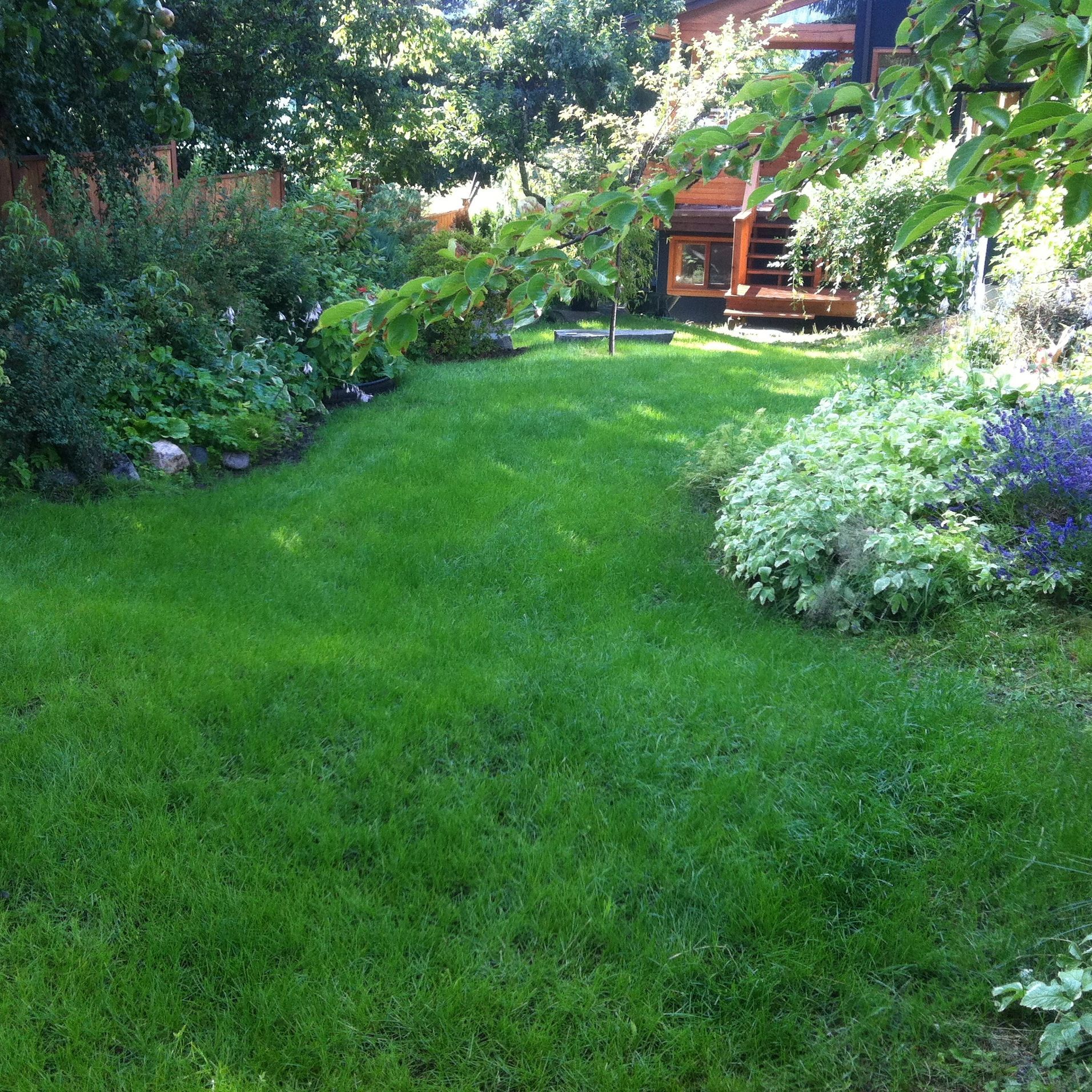 A new lawn installation in Nelson.