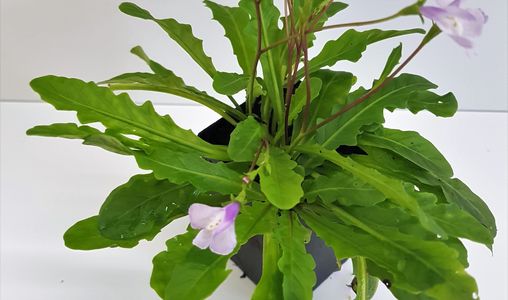 Mazus Fairy Lights (Mazus pumilio)