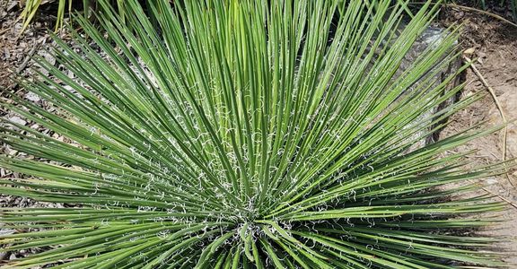 Agave geminiflora; Agave gem