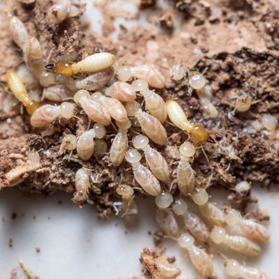 termites, termites, wood distroying insects