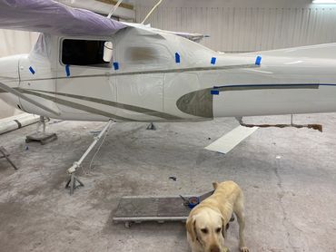 Hangar dog.