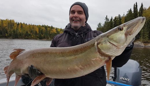 The first of many giant Lac Seul musky in fall of 2018. Fall Trolling supernaturalbigbaits